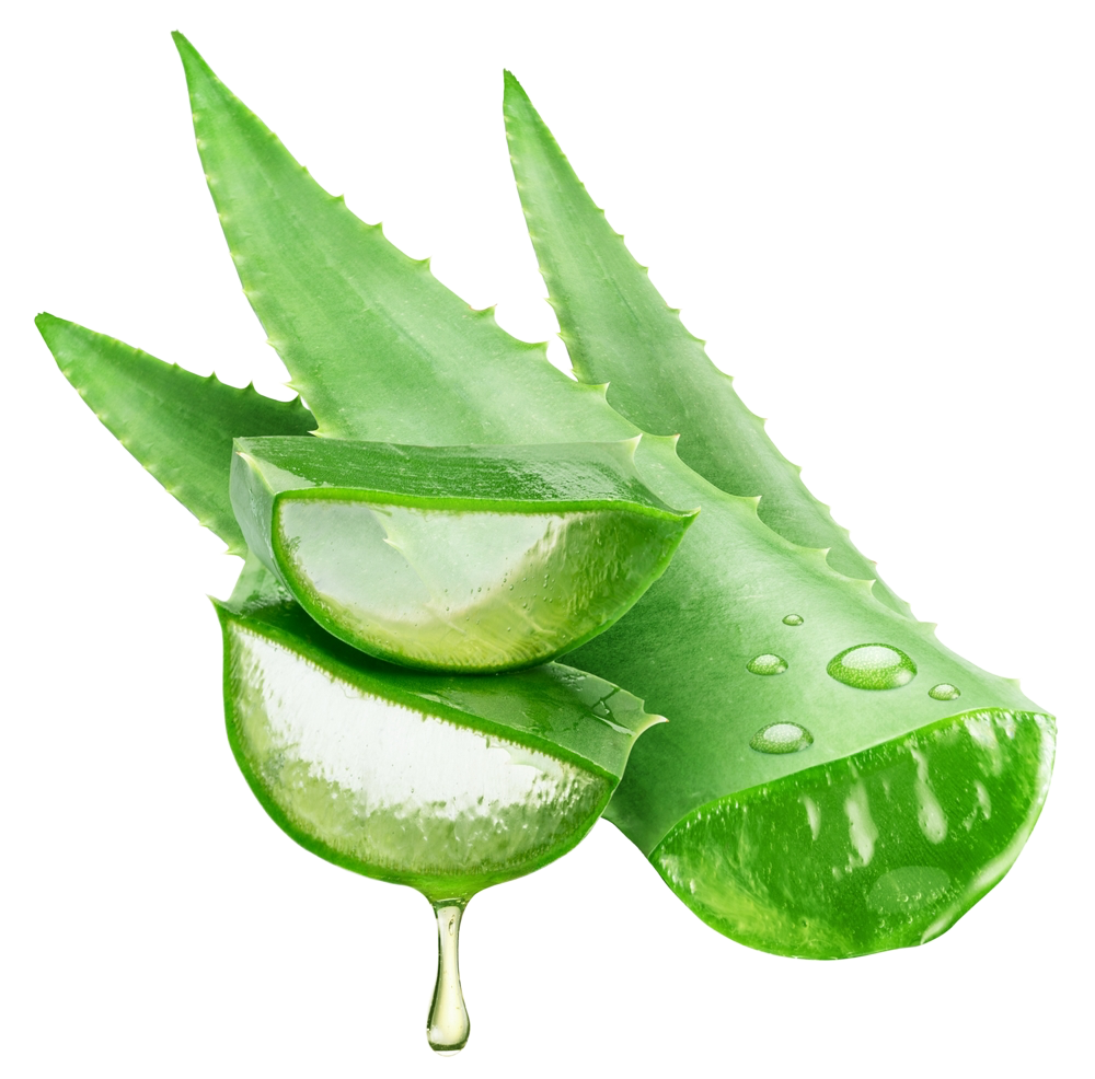 Sliced aloe vera leaves with clear gel and water droplets on a white background